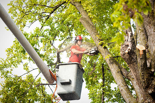 Seasonal Cleanup (Spring/Fall) in Akwesasne, NY